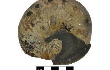 Ceratite, Acanthoscaphites nodosus, Fort Peck, Montana, Bearpaw Shale, Late Cretaceous (Maastrichtian) - Specimen #P8862