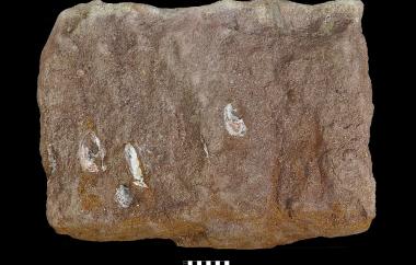 Original shell of lingulid, Lingula sp., Articulated and in growth position at end of short burrows. Hangvillier, France, Gres a Meul, Early Triassic (Spathian) - Specimen #P6413