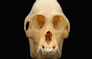 Alouatta caraya Black Howler Monkey