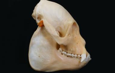 Alouatta caraya Black Howler Monkey