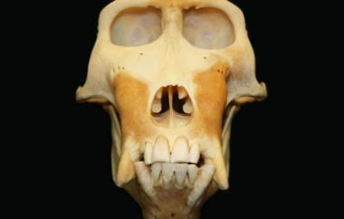 Macaca nigra Celebes Crested Macaque