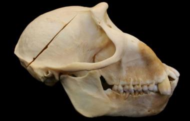 Macaca nigra Celebes Crested Macaque