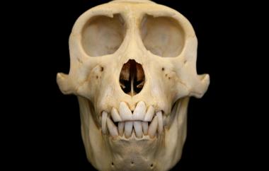 Macaca fuscata Japanese Macaque