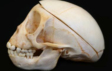 Macaca fuscata Japanese Macaque