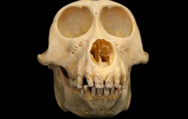 Macaca nemestrina Pig-tailed Macaque