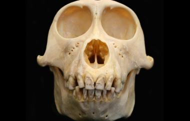 Macaca nemestrina Pig-tailed Macaque