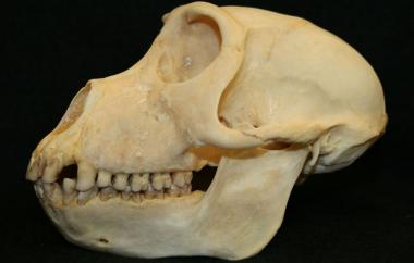 Macaca nemestrina Pig-tailed Macaque