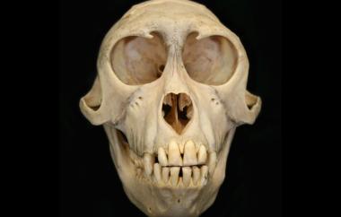 Macaca fuscata Japanese Macaque