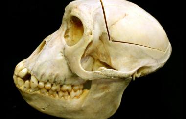 Macaca mulatta detail, Rhesus Macaque