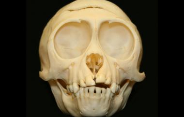 Macaca mulatta Rhesus Macaque