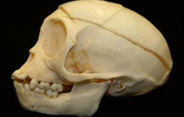 Macaca mulatta Rhesus Macaque