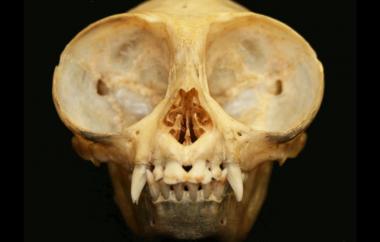 Aotus sp. Owl Monkey