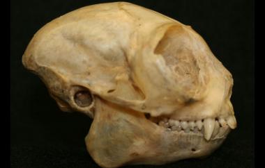 Aotus sp. Owl Monkey