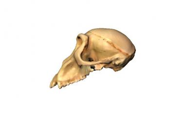 Macaca mulatta Rhesus Macaque 3D Scan