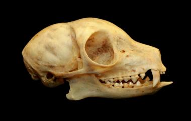 Eulemur mongoz Mongoose Lemur