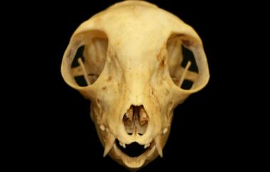 Eulemur mongoz Mongoose Lemur