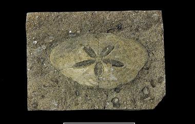 Sand dollar