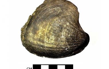 Clam, side one