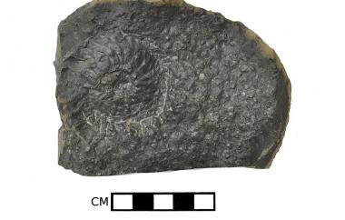 Ammonites and bivalves