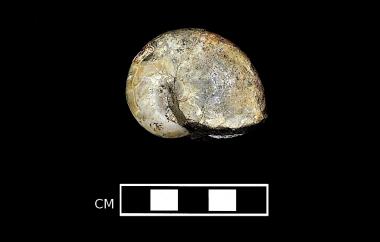 Nautiloid, side one