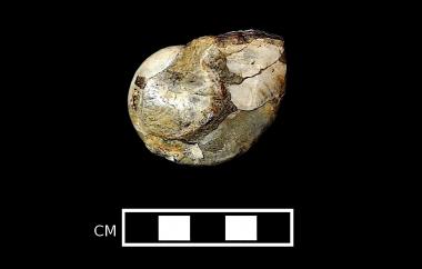 Nautiloid, side two