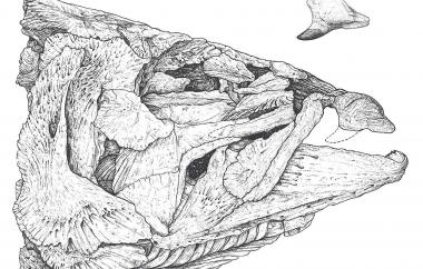 Spike-toothed salmon skull and tooth drawing