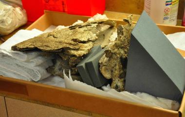 Spike-toothed Salmon CT Scan