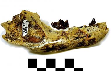 Fossil otter mandible