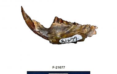 Fossil beaver mandible