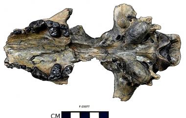 Fossil bone-crushing dog skull
