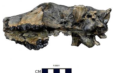Fossil bone-crushing dog skull, side view