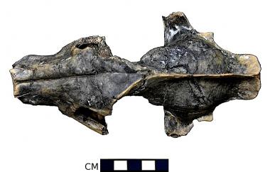 Fossil bone-crushing dog skull, top view