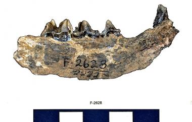 Fossil wildcat mandible, side one