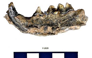 Fossil wildcat mandible, side two
