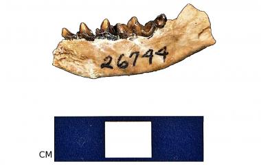 Fossil martin mandible, side one