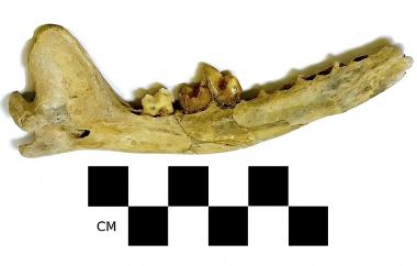 Fossil dog mandible, side one