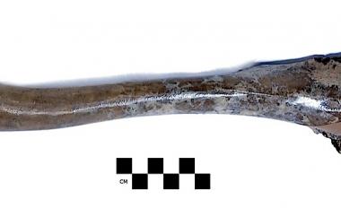 Giant terror-bird humerus