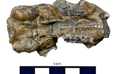 Squirrel skull, bottom view