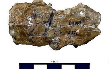 Squirrel skull, top view