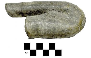 Ammonite partial shell