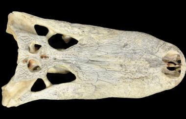 Alligator, dorsal view