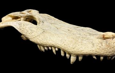 Alligator, right lateral view