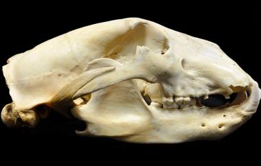 Black bear, Ursus americanus