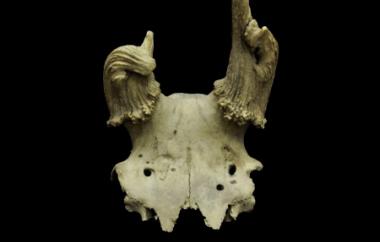 Blacktail deer skull with damaged antlers