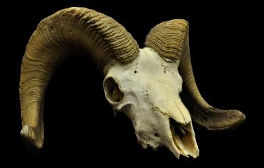 Bighorn sheep, right anterio-lateral view