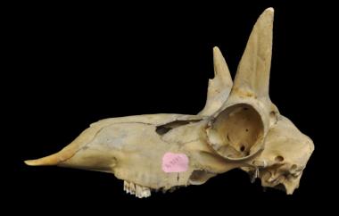 Pronghorn, left lateral view