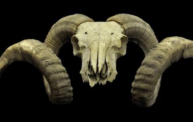 Bighorn sheep, anterior view of different specimen