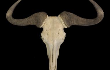 Gnu, anterior view