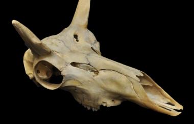 Pronghorn, right anterio-lateral view