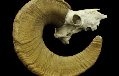 Bighorn sheep, right lateral view